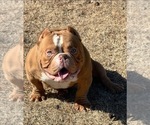 Small Photo #1 American Bully Puppy For Sale in LORIS, SC, USA