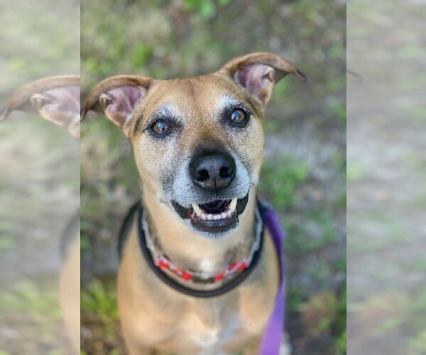 Medium Photo #12 Mutt Puppy For Sale in Mount Laurel, NJ, USA