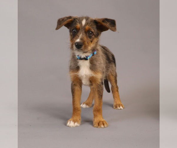 Medium Photo #7 Australian Shepherd-Unknown Mix Puppy For Sale in Princeton, MN, USA