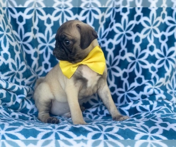 Medium Photo #8 Pug Puppy For Sale in LAKELAND, FL, USA