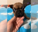 Small Photo #4 French Bulldog Puppy For Sale in PASADENA, CA, USA