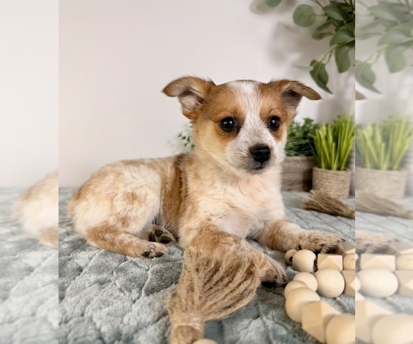 Medium Photo #10 Chi-Corgi Puppy For Sale in GREENFIELD, IN, USA