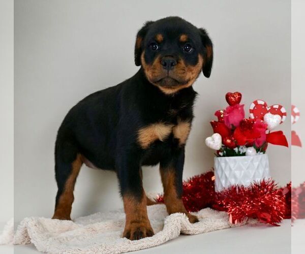 Medium Photo #11 Rottweiler Puppy For Sale in NAPPANEE, IN, USA