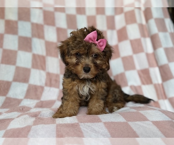 Medium Photo #4 YorkiePoo Puppy For Sale in LAKELAND, FL, USA
