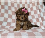 Small #3 YorkiePoo