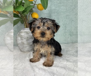 Yorkshire Terrier Puppy for sale in FRANKLIN, IN, USA
