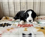 Puppy Bandit Bernedoodle