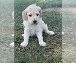 Small #2 Poodle (Standard)