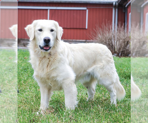 Father of the English Cream Golden Retriever puppies born on 09/28/2025