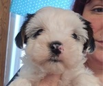 Small #10 Yorkshire Terrier