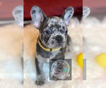 Small Photo #22 French Bulldog Puppy For Sale in BUCKS BAR, CA, USA