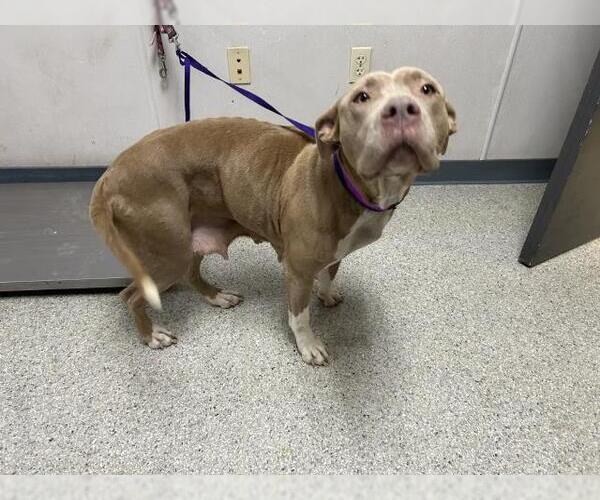 Medium Photo #1 Mutt Puppy For Sale in Visalia, CA, USA