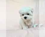 Small #15 Maltese