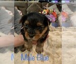 Small Photo #15 Yorkshire Terrier Puppy For Sale in MERCED, CA, USA