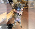 Small #1 Chiweenie