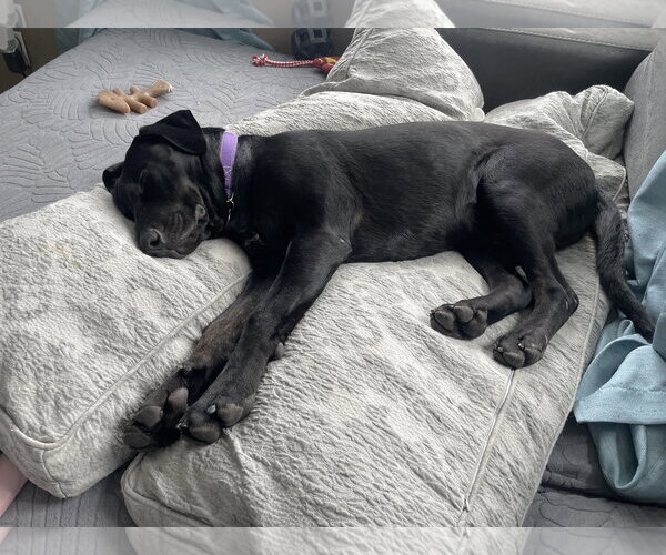 Medium Photo #7 Labrador Retriever-Unknown Mix Puppy For Sale in St. Louis Park, MN, USA