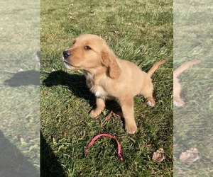 Golden Retriever Puppy for sale in BELGRADE, MT, USA