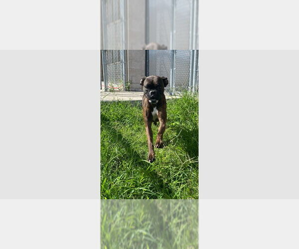 Medium Photo #1 Boxer Puppy For Sale in Austin, TX, USA