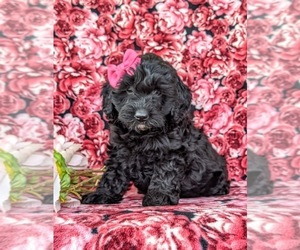 Cock-A-Poo Puppy for sale in KIRKWOOD, PA, USA