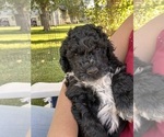 Small Photo #17 Portuguese Water Dog Puppy For Sale in RIGBY, ID, USA