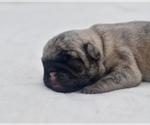 Small #2 Pug
