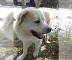 Small #4 Great Pyrenees