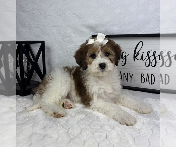 Medium Photo #2 Bernedoodle (Miniature) Puppy For Sale in GREENFIELD, IN, USA