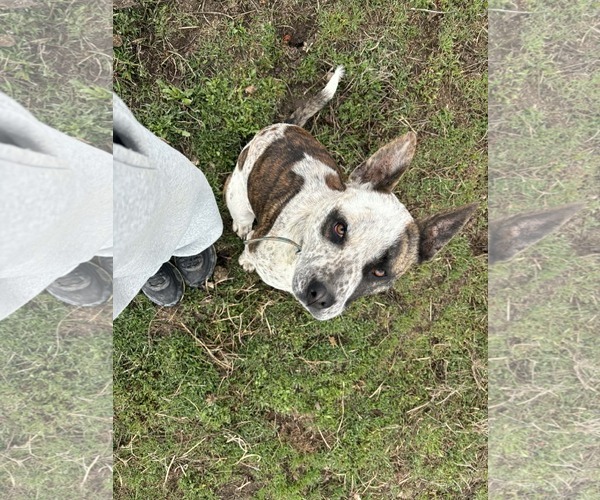 Medium Photo #2 American Pit Bull Terrier-Unknown Mix Puppy For Sale in Polson, MT, USA
