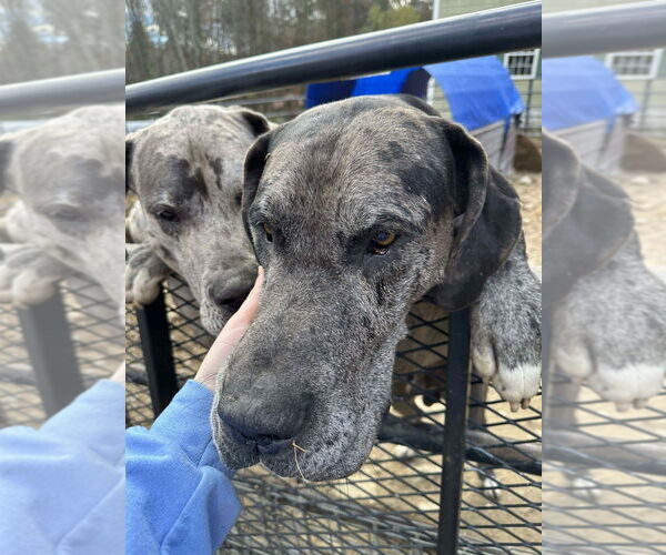 Medium Photo #2 Great Dane Puppy For Sale in Bullard, TX, USA