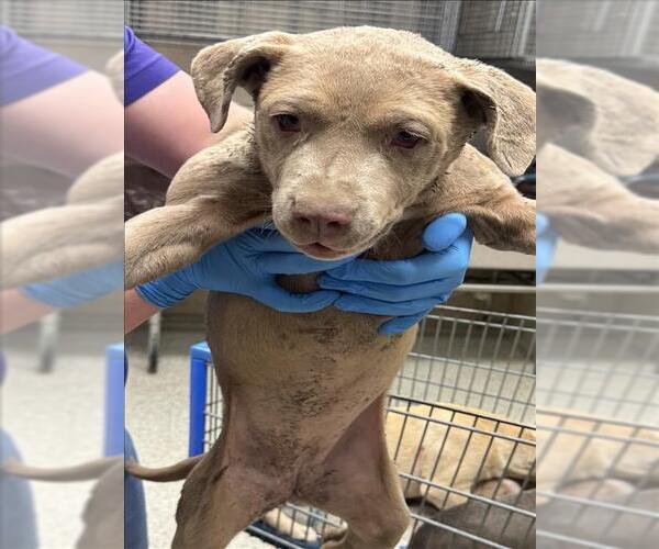 Medium Photo #1 Mutt Puppy For Sale in Conroe, TX, USA