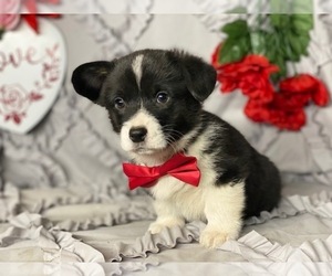 Pembroke Welsh Corgi Puppy for sale in LANCASTER, PA, USA
