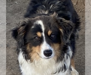Miniature Australian Shepherd Puppy for sale in FORT MORGAN, CO, USA