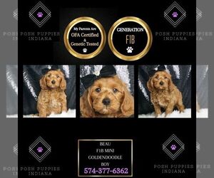 Goldendoodle (Miniature) Puppy for sale in WARSAW, IN, USA