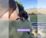 Puppy 9 Pointer