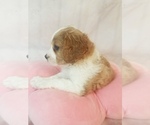Small Photo #12 Cavapoo Puppy For Sale in AUSTIN, TX, USA