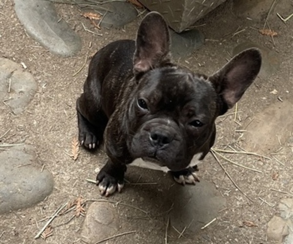 Medium Photo #1 French Bulldog Puppy For Sale in CORRALITOS, CA, USA