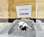 Puppy Cocoa English Setter
