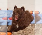 Small Photo #7 Pomsky Puppy For Sale in RAMONA, CA, USA