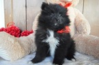 Small Photo #2 Pomimo Puppy For Sale in HONEY BROOK, PA, USA