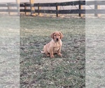 Small Photo #7 Labrador Retriever Puppy For Sale in RICHLAND, IA, USA