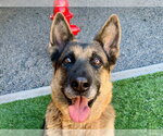 GEORGIA - Female German Shepherd Dog-Unknown Mix Dog for Adoption - Small photo