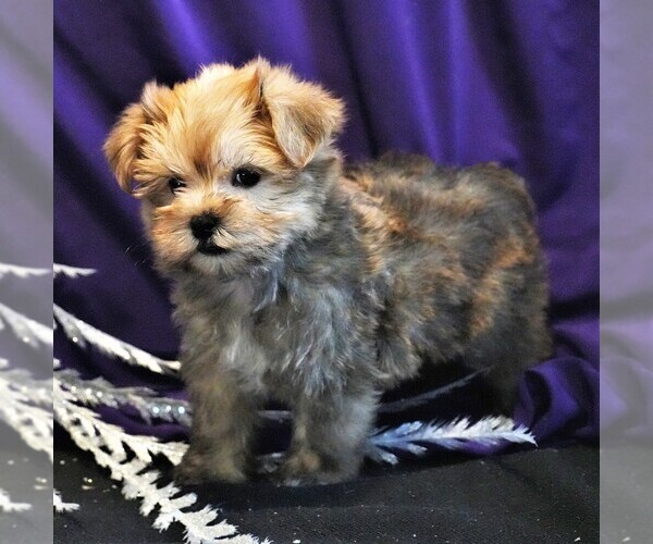 Medium Photo #3 Morkie Puppy For Sale in ROCK VALLEY, IA, USA