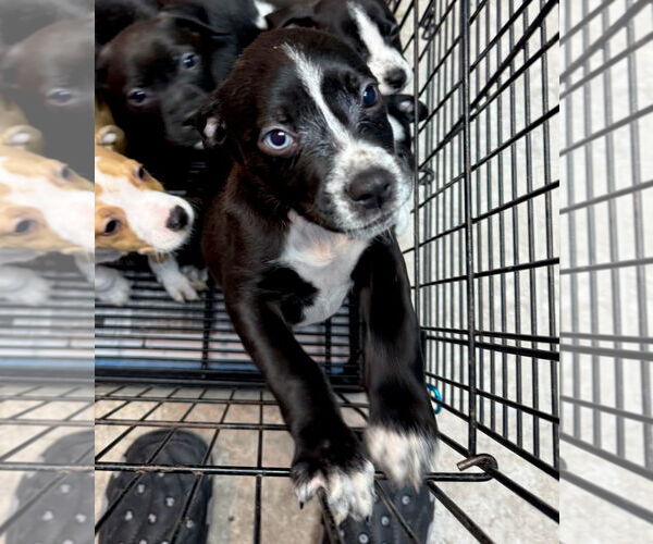 Medium Photo #2 American Boston Bull Terrier Puppy For Sale in GILBERTS, IL, USA