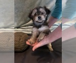 Small Photo #12 Shorkie Tzu Puppy For Sale in CANTON, TX, USA