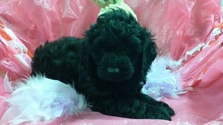 Morkie Puppy for sale in CONOWINGO, MD, USA