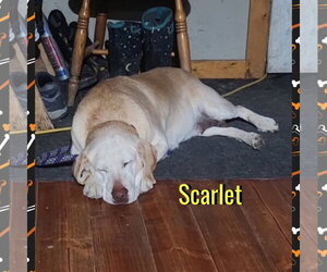 Scarlet - Female Mutt Dog for Adoption - Photo #3