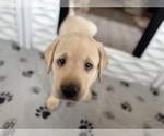 Small #27 Labrador Retriever