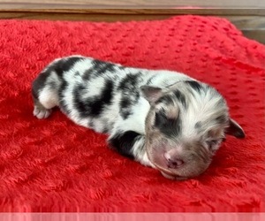 Australian Shepherd Puppy for sale in LODA, IL, USA