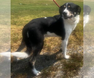 Border Collie-Unknown Mix Dogs for adoption in Pryor, OK, USA