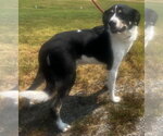 Small Border Collie Mix